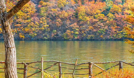 Autumn in Nami Island: A Perfect Fall Getaway