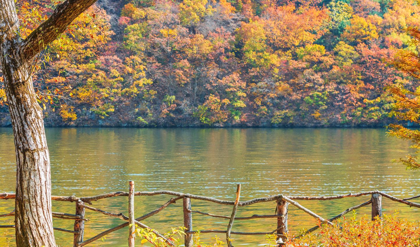 🏕️Nami Island Tour (1D Package, 1 day tour , 1 day program)